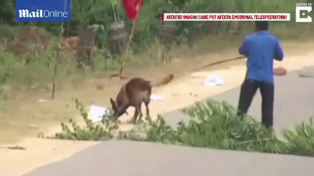 Momentul in care un caine politist se apropie de un dispozitiv explozibil si acesta se declanseaza. Ce s-a intamplat cu el