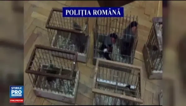 Trei braconieri de pasari cantatoare, prinsi in padurile de langa Tg. Mures. Cu cat se vinde pateul din limba de ciocarlie