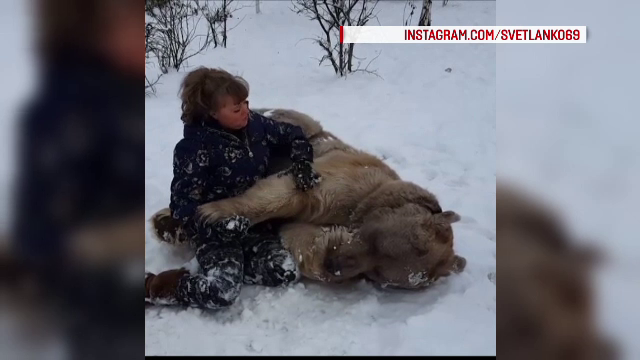 Imagini fabuloase cu un urs urias care se joaca in zapada cu stapana lui. Cine este Stepan