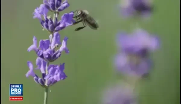 (P) Bea ceai Fares si castiga premii