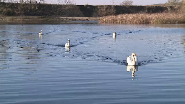 Spectacol al naturii pe o balta de langa Arad. Un stol de lebede ofera o scena de poveste trecatorilor