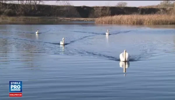 Spectacol al naturii pe o balta de langa Arad. Un stol de lebede ofera o scena de poveste trecatorilor