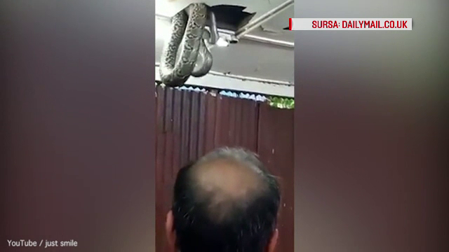 Incident bizar intr-un restaurant din Hong Kong, unde clientii s-au trezit cu un sarpe de sase metri iesind din tavan. VIDEO