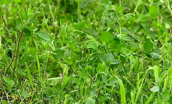 Lucerna, mult mai profitabila decat porumbul, graul sau rapita. Profitul agricultorilor care au optat pentru iarba verde