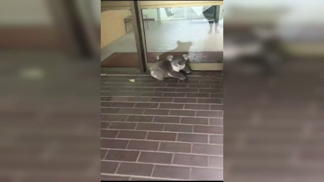 Urs koala filmat plimbandu-se prin birourile unei firme de contabilitate. Cum a fost scos din cladire