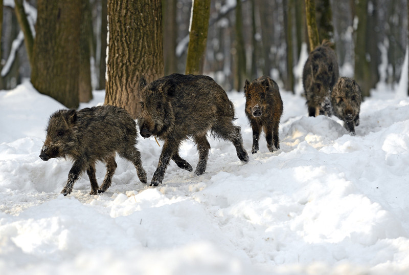 Meteorologii ne avertizeaza sa ne facem provizii in aceasta iarna. Un director Romgaz spune ca mistretii anunta vreme geroasa