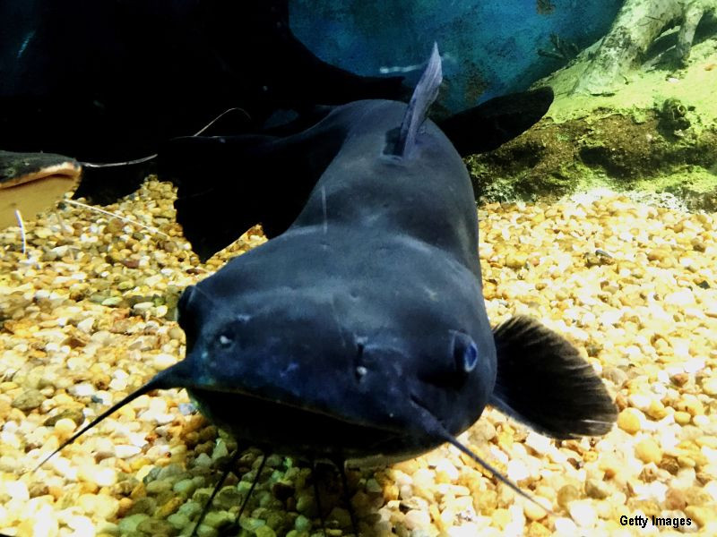 Imagini surprinse la o crescatorie de pesti din Thailanda. Ce se intampla in momentul in care li se da de mancare. VIDEO