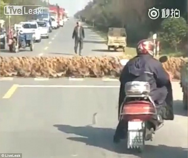 Defilarea ratelor, in China. Cum au traversat 20.000 de pasari o strada extrem de circulata