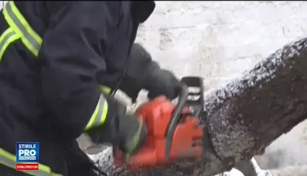 Un brad de 15 metri s-a prabusit peste o casa din Targu Mures. Cum au rezolvat pompierii problema