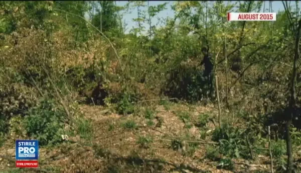 Padure furata copac cu copac, la doi pasi de Bucuresti. Divizia verde care ar trebui sa ne salveze codrii