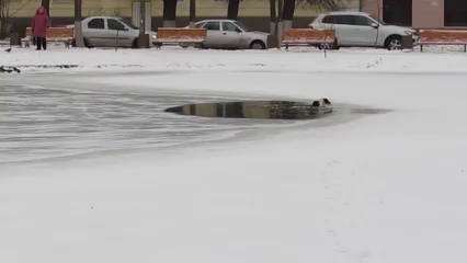Un barbat si-a riscat viata ca sa salveze un caine care a cazut in apa inghetata a unui lac. Cum a decurs operatiunea. VIDEO