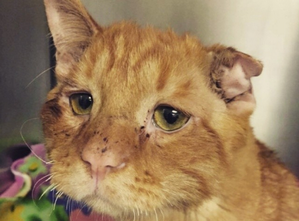 Cea mai depresiva pisica din lume a fost adoptata cu o zi inainte de a fi eutanasiata. Cum s-a imbunatatit starea ei