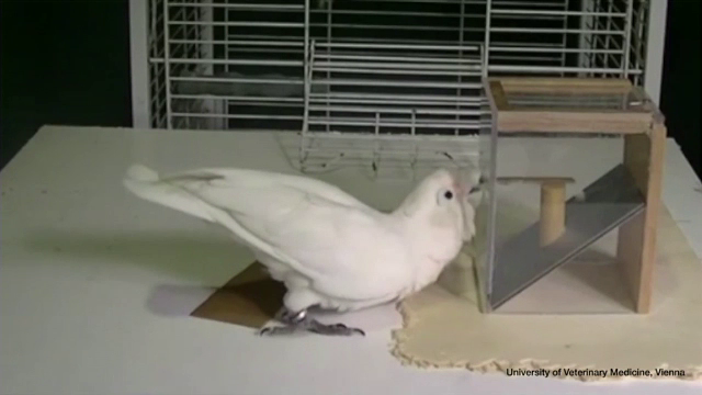 Experiment la Universitatea Oxford. "Trucurile" folosite de papagali pentru a ajunge la recompense