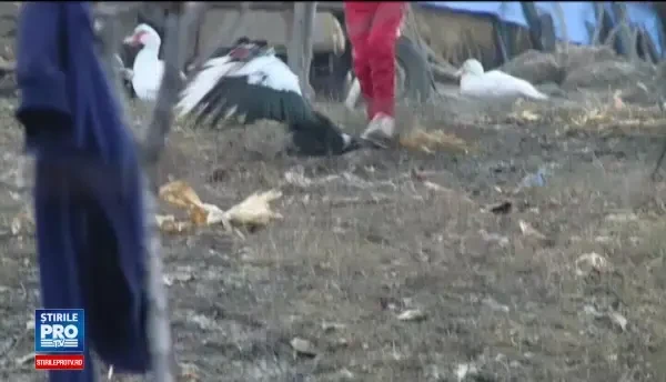 Tanar cu handicap psihic, arestat preventiv sub acuzatia ca si-ar fi abuzat nepoata de numai 3 ani