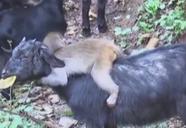 Un pui de maimuta ramas orfan si-a gasit o capra ca mama adoptiva. Puiul sta agatat de gatul ei toata ziua