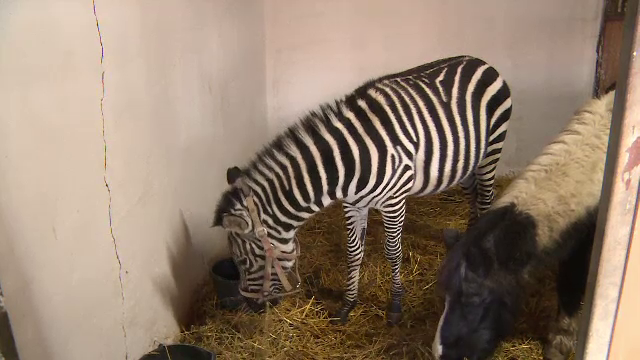 Un pui de zebra, noul "locatar" de la Gradina Zoologica din Bucov. De unde a fost adus si cat a costat
