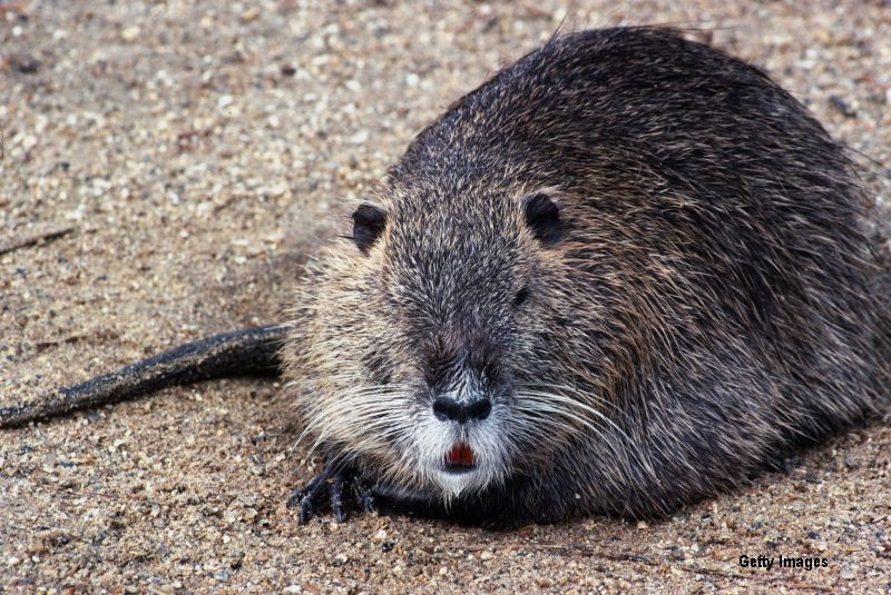 Burgerul cu carne de rozatoare, la mare cautare in Moscova. Chef-ul care l-a creat: "Este un animal foarte curat"