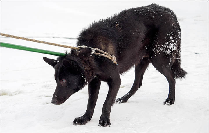 Un caine din Rusia a stat nemiscat 36 de ore pe un lac inghetat. "Este pentru prima data cand vad ceva atat de straniu"