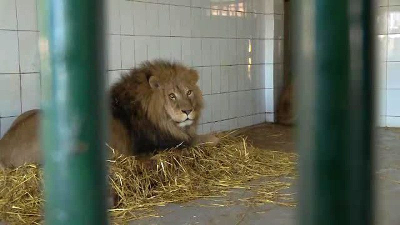 Leii si ursii de la Zoo, pregatiti pentru iarna. De ce risca uriasele feline sa fie stresate