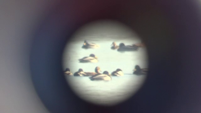 Spectacol impresionant pe lacurile din Mures. Speciile de pasari rare care isi petrec iarna aici