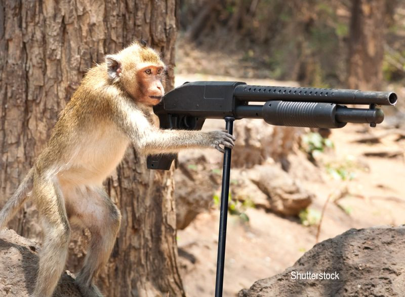 Atacul unei maimute a declansat un adevarat razboi local in Libia. Peste 20 de oameni au fost ucisi iar alti 50 raniti