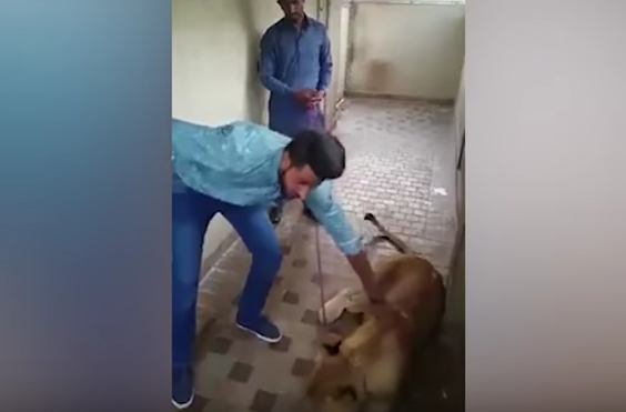 Un barbat a vrut sa mangaie leul unui prieten, insa totul a luat o intorsatura neasteptata. Cum a reactionat animalul. VIDEO