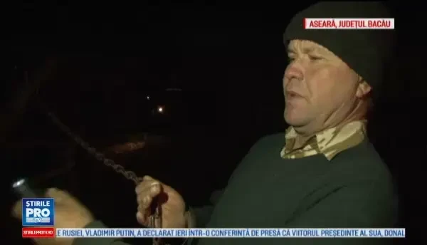 Doi cai au murit electrocutati, dupa ce au atins linii de inalta tensiune cazute pe jos. Cum a scapat stapanul lor cu viata