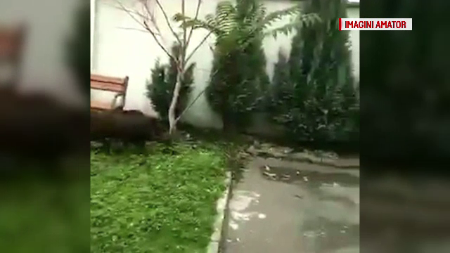 Panica in Baia Mare, dupa ce un mistret a ajuns pe strazile din oras. Vanatorii l-au fugarit timp de o ora pana l-au capturat