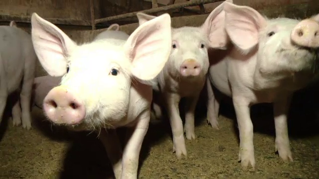 Cei mai cautati porci in acest an pentru masa sa Craciun. Preturile ajung si la 15 lei pentru animalele in viu