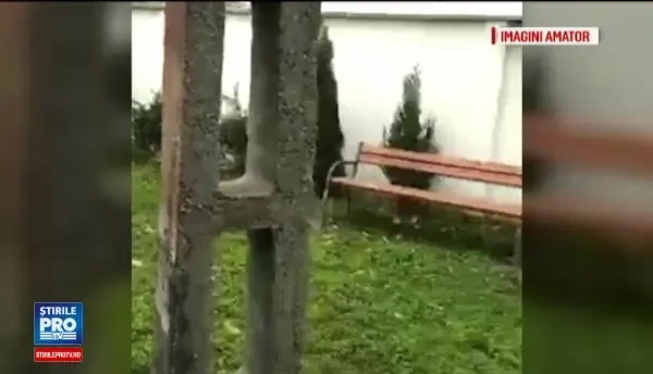 Panica in Baia Mare, dupa ce un mistret a ajuns pe strazile din oras. Vanatorii l-au fugarit timp de o ora pana l-au capturat