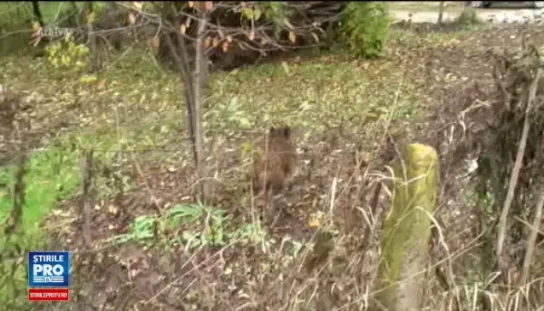 Panica in Baia Mare, dupa ce un mistret a ajuns pe strazile din oras. Vanatorii l-au fugarit timp de o ora pana l-au capturat