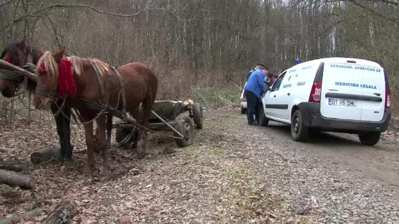 Adolescent zdrobit de un copac in timp ce strangea lemne in padure. "S-au dus de amaraciune, sa isi incalzeasca casa"