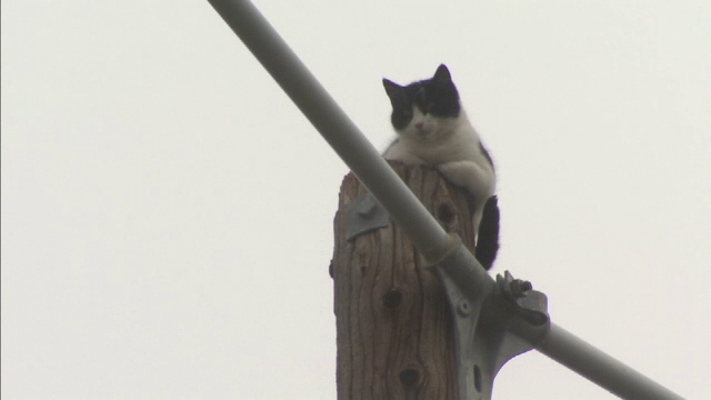 De frica, o pisica s-a catarat in varful unui stalp de electricitate si a stat acolo timp de 8 zile. Ce s-a intamplat cu ea
