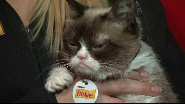 Grumpy Cat si-a lansat propriul blog. Povesteste acolo lucrurile care o deranjeaza, dar a refuzat sa vorbeasca despre bani