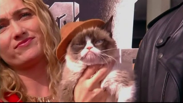 Grumpy Cat