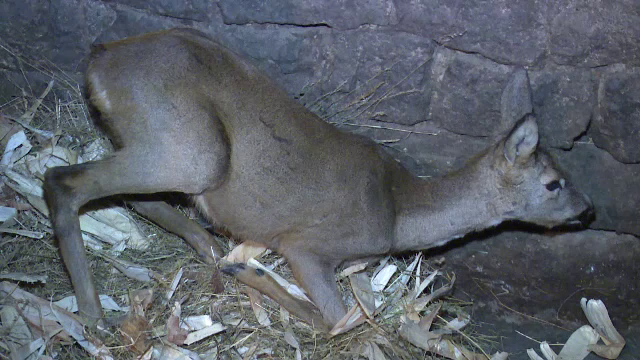 ”Boala căprioarelor zombi”. Americanii se tem de răspândirea unui virus mortal la oameni