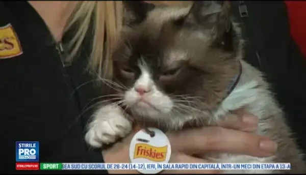 Grumpy Cat si-a lansat propriul blog. Povesteste acolo lucrurile care o deranjeaza, dar a refuzat sa vorbeasca despre bani