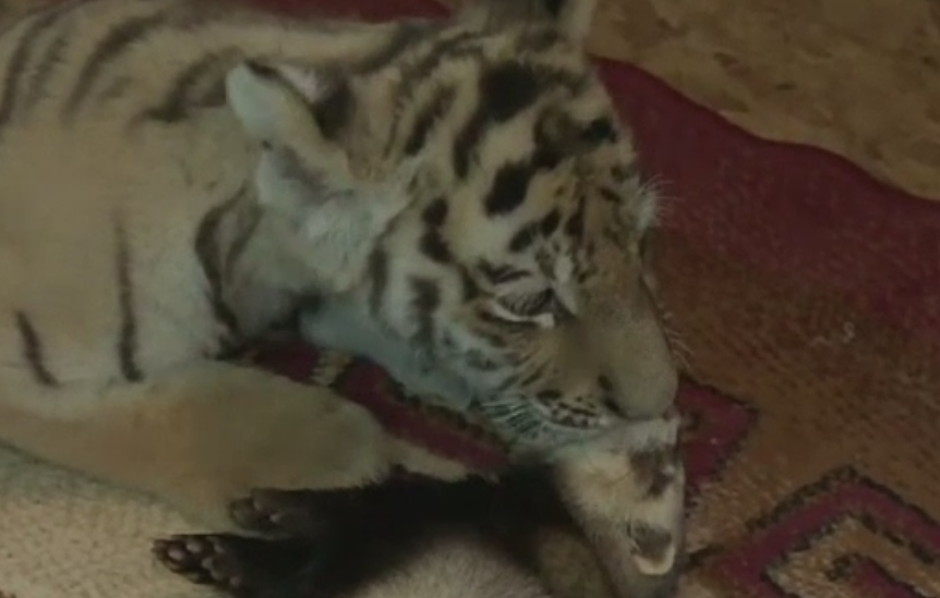 Prietenia neobisnuita dintre un pui de tigru, abandonat de mama, si un dihor, la un ZOO din Rusia. VIDEO