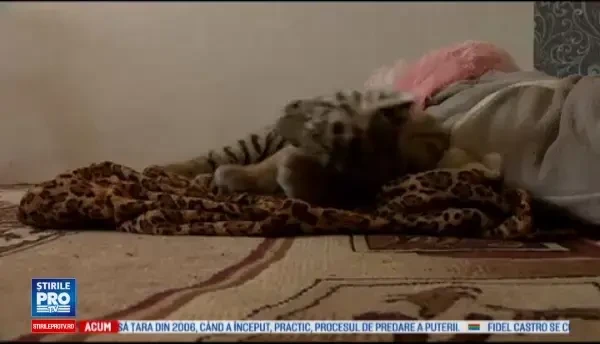 Prietenia neobisnuita dintre un pui de tigru, abandonat de mama, si un dihor, la un ZOO din Rusia