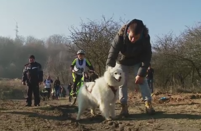 Concurs cu caini din rase polare la Cluj-Napoca. Blanosii s-au intrecut pe un traseu amenajat