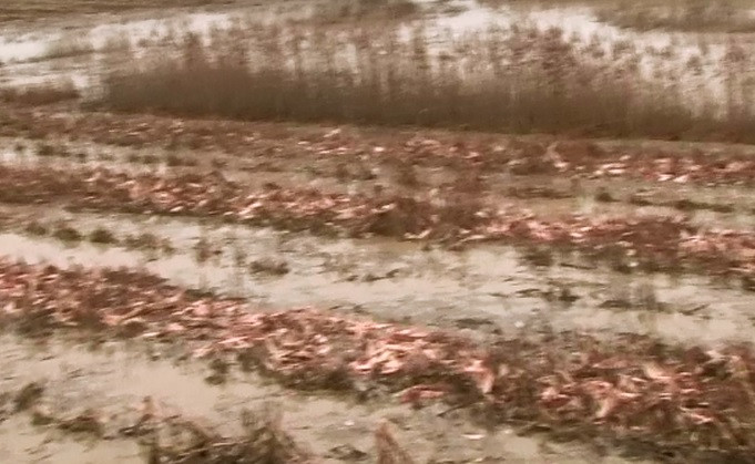 Moldova este in aceasta toamna o regiune a extremelor. In regiunile in care seceta nu a distrus recolta, au facut-o ploile