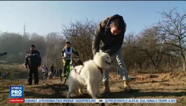 Concurs cu caini din rase polare la Cluj-Napoca. Blanosii s-au intrecut pe un traseu amenajat