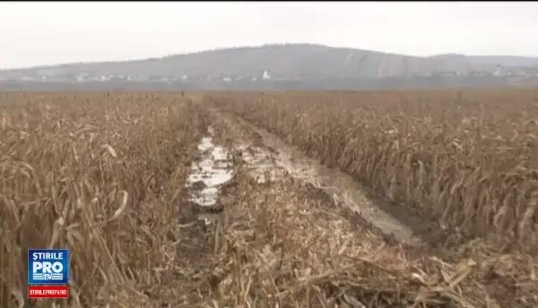 Moldova este in aceasta toamna o regiune a extremelor. In regiunile in care seceta nu a distrus recolta, au facut-o ploile