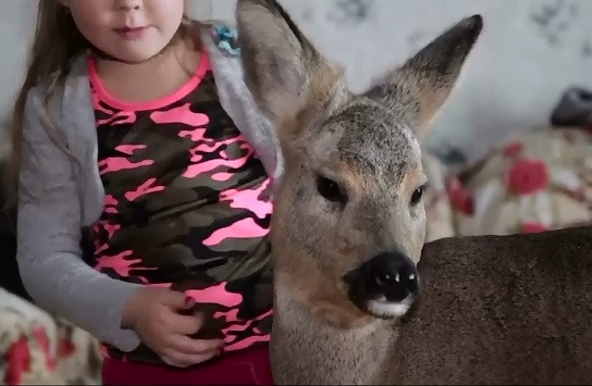O familie din Rusia are drept animal de companie o caprioara. De ce le-a permis legea sa o pastreze pe Milla