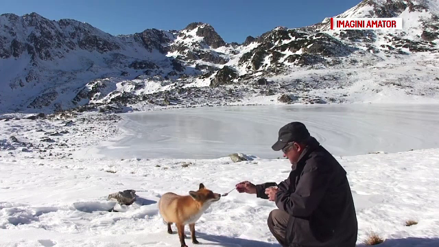 Imagini inedite, suprinse in Masivul Retezat. De ce a devenit aceasta vulpe o atractie pentru turisti