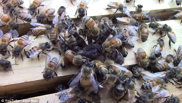 Un paianjen care a invadat un stup a fost filmat cum era devorat de catre albine. VIDEO