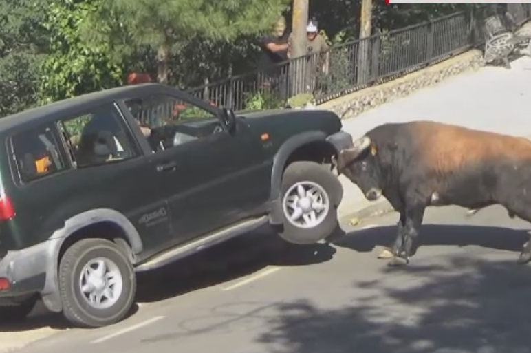 Spaima traita de cativa spanioli aflati intr-o masina atacata de un taur furios, alergat de oameni pe strada