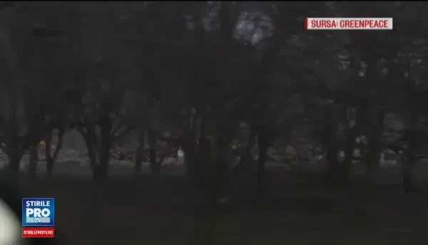 Greenpeace Romania a supravegheat timp de 2 zile o padure din Gorj. Descoperirea revoltatoare facuta de organizatie