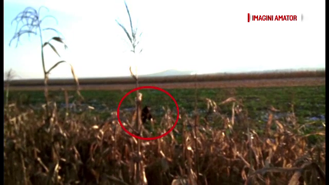 Patru ursi, semnalati langa un sat din Bacau. Cum au rezolvat jandarmii problema