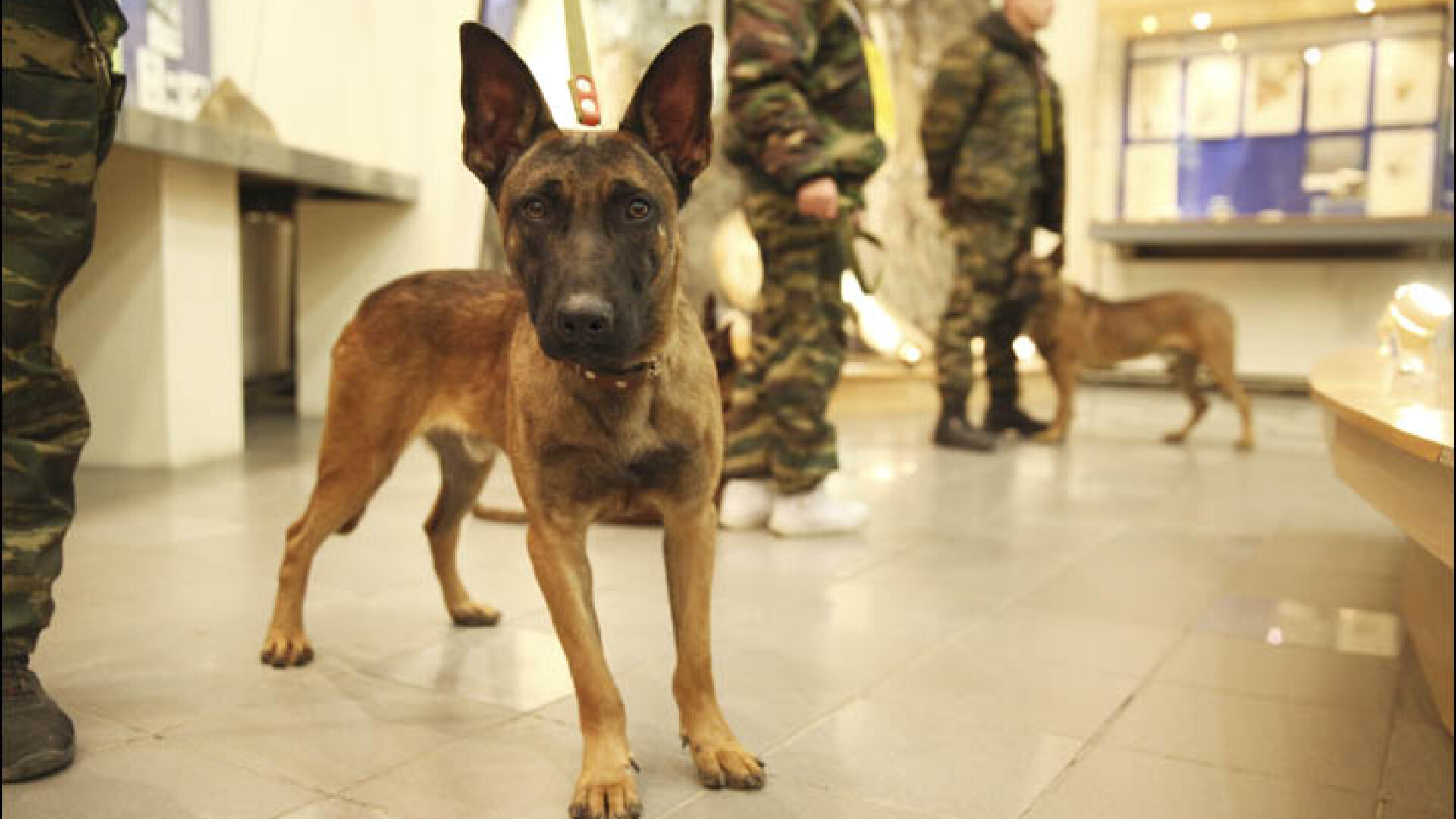 Rusia s-a dotat cu caini politisti clonati si vrea sa obtina, prin aceeasi metoda, si mamuti. Cat costa procedeul